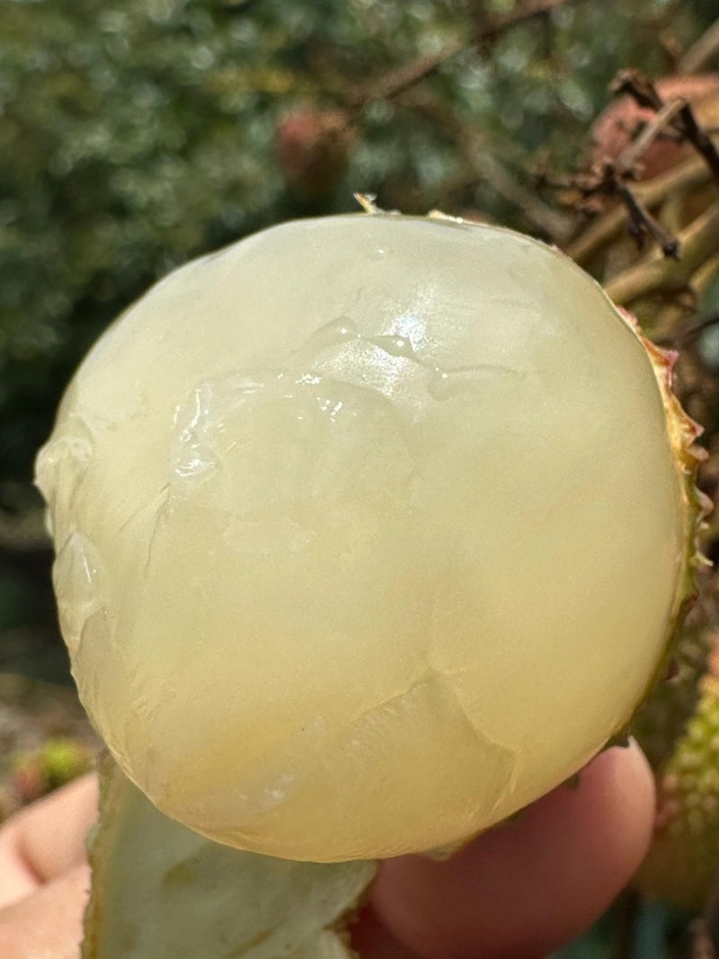 广东老树桂味荔枝产地直发保质保量大量工厂货市场精品整车发