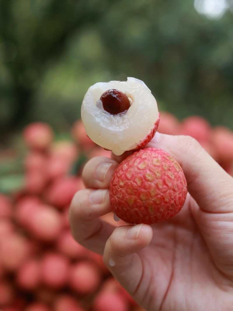 广东老树桂味荔枝产地直发保质保量大量工厂货市场精品整车发