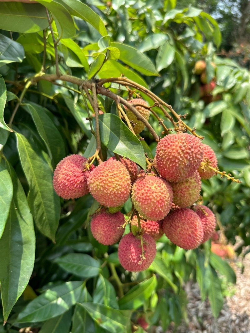 广东老树桂味荔枝产地直发保质保量大量工厂货市场精品整车发