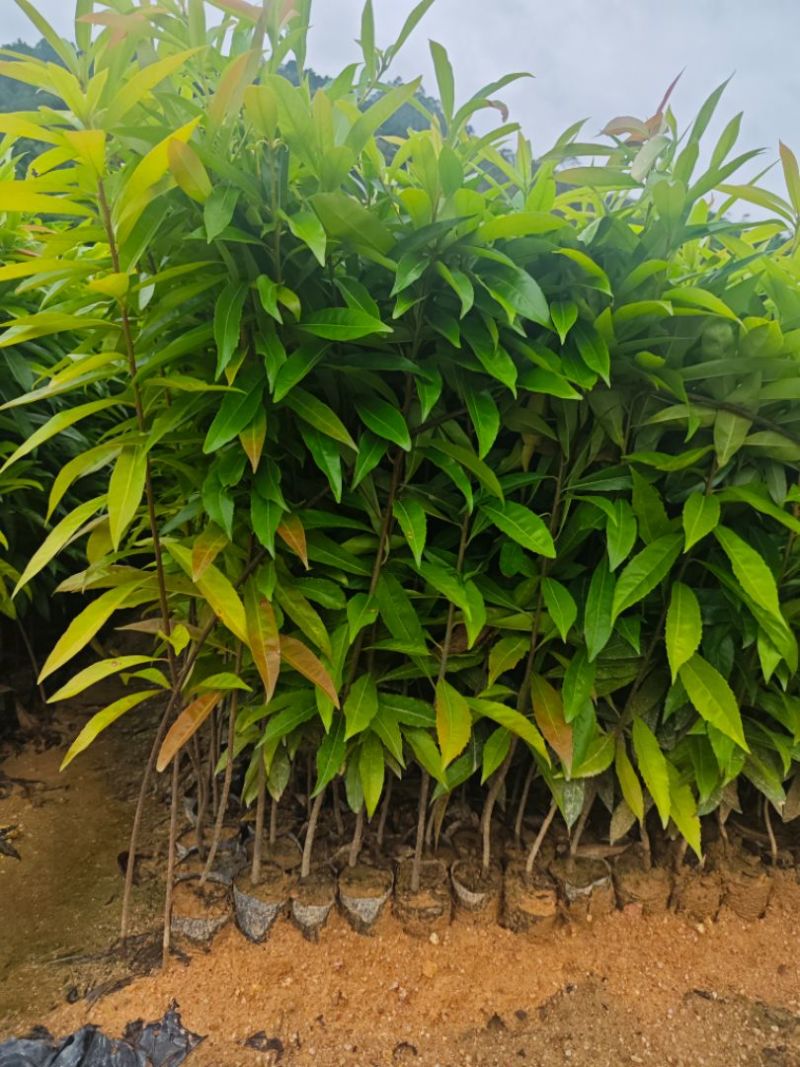 木荷30-80公分起，现货供应