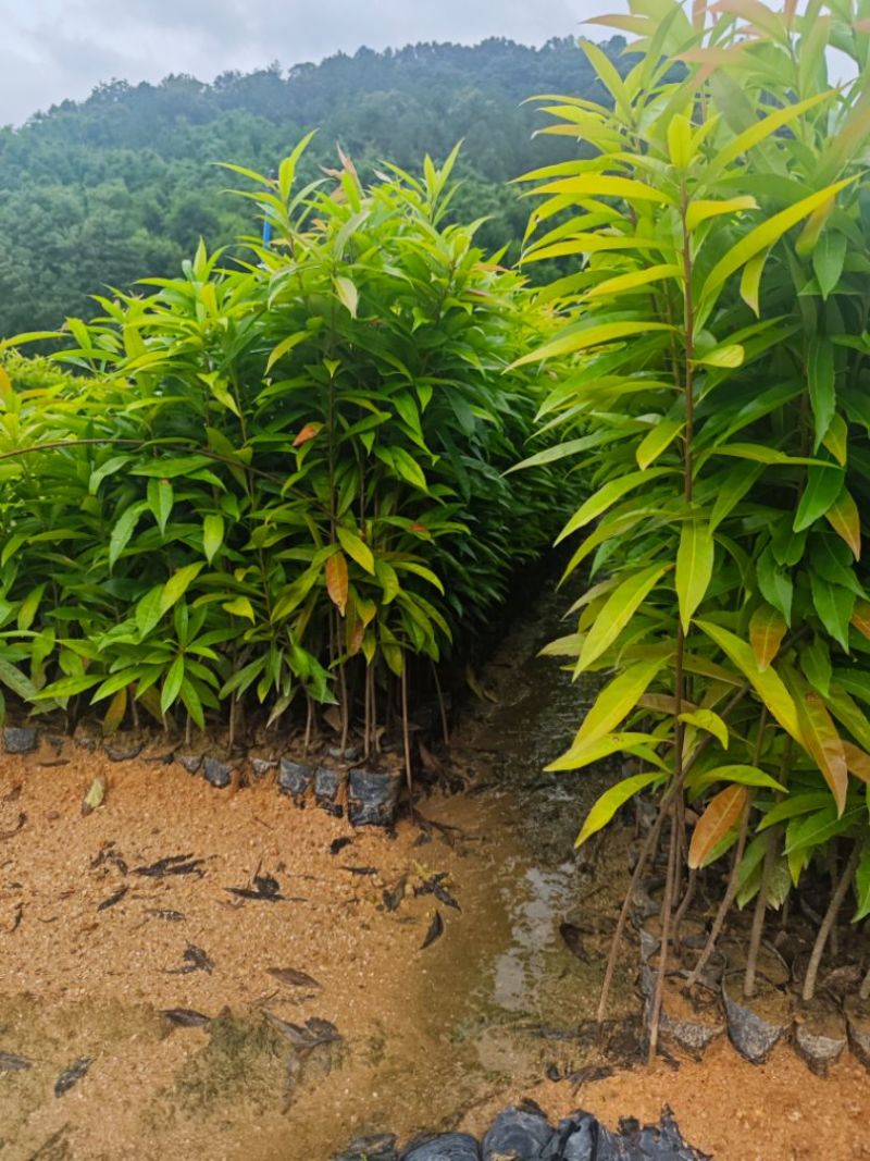 木荷30-80公分起，现货供应