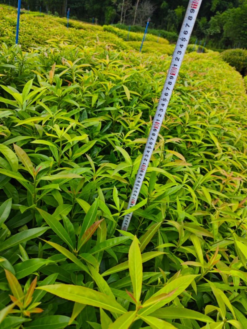 木荷30-80公分起，现货供应