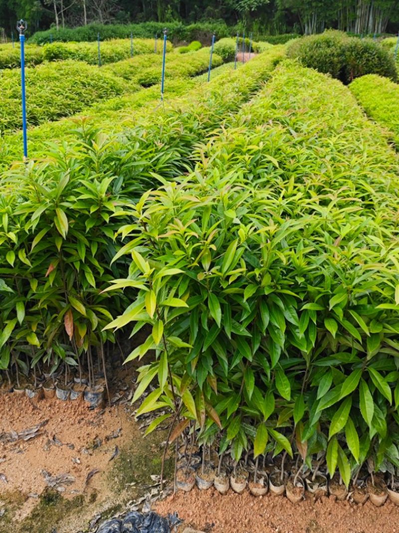 木荷30-80公分起，现货供应
