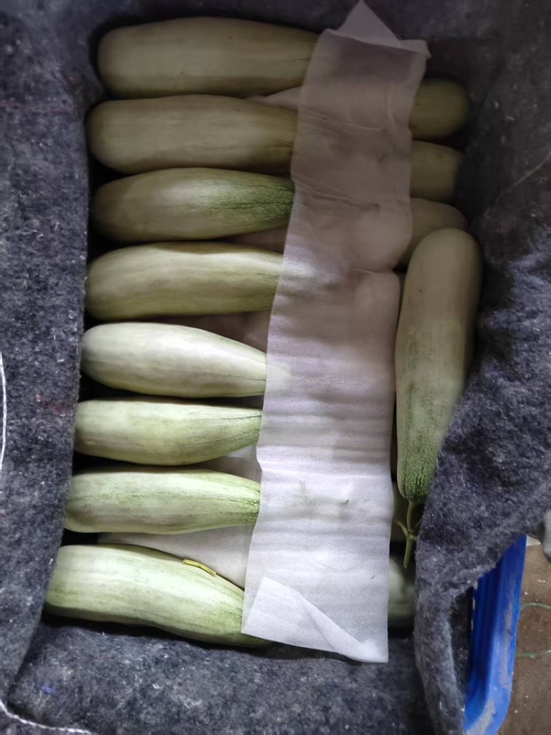 山东羊角蜜甜瓜，基地直发一手货源视频看货全国发货