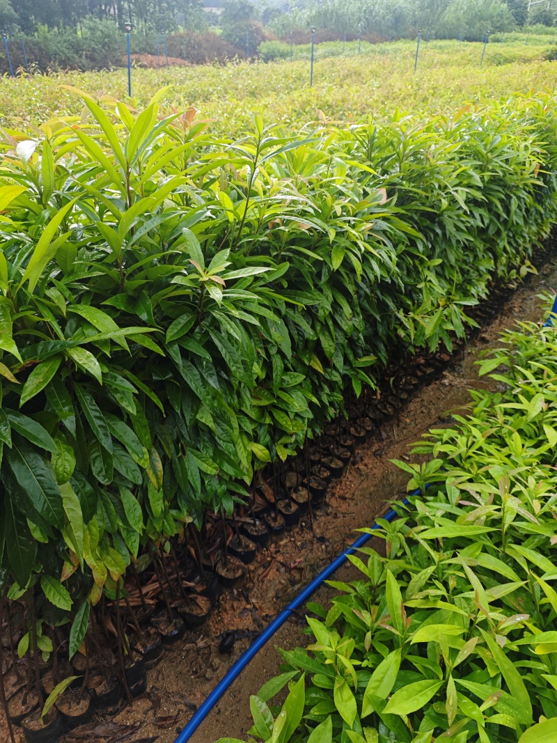 木荷30-80公分起，现货供应