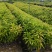 木荷30-80公分起，现货供应
