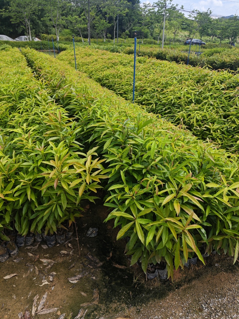 木荷30-80公分起，现货供应