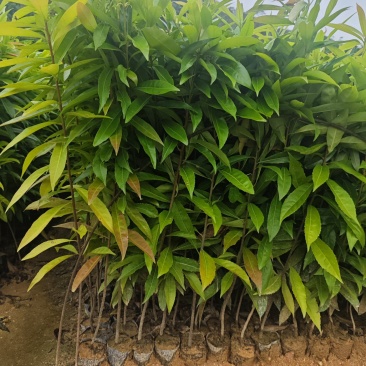 木荷30-80公分起，现货供应