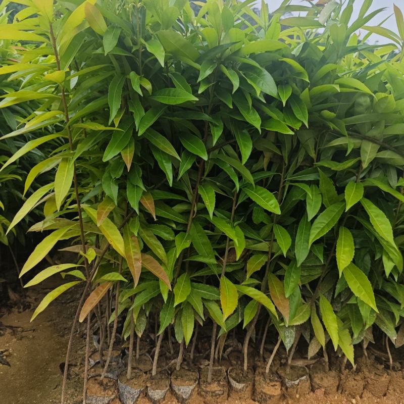 木荷30-80公分起，现货供应