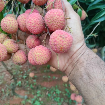 大量桂味荔枝上市，色泽鲜艳，果个头大，价格优美，