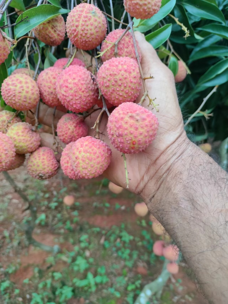 大量桂味荔枝上市，色泽鲜艳，果个头大，价格优美，