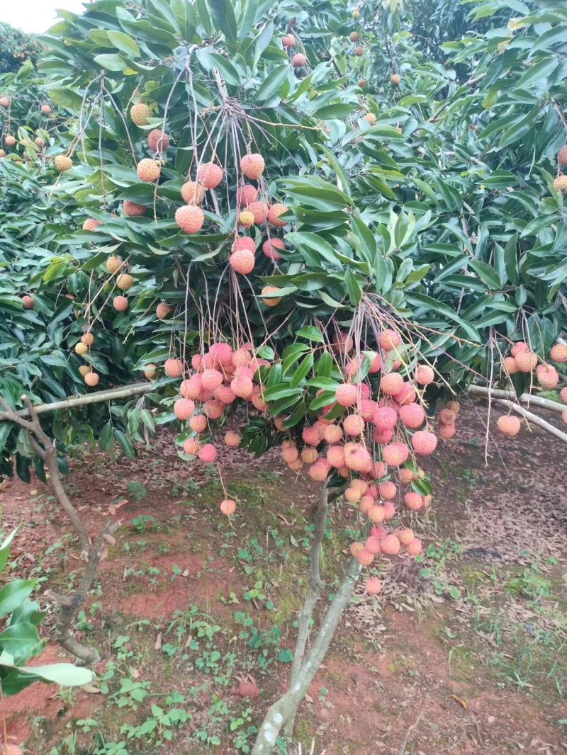 大量桂味荔枝上市，色泽鲜艳，果个头大，价格优美，