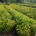 木荷，自家种植基地，产地直销，量大从优，防火线专用造林苗