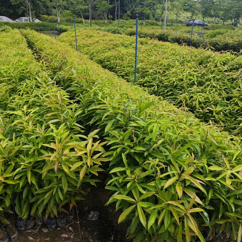 木荷，自家种植基地，产地直销，量大从优，防火线专用造林苗