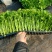 【推荐】法国皇后芹菜苗育苗基地直供现货速发可视频看货