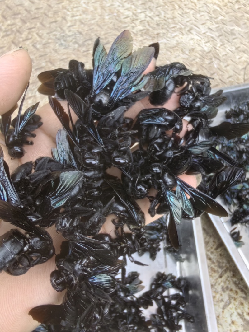 干竹蜂、乌蜂一斤起批