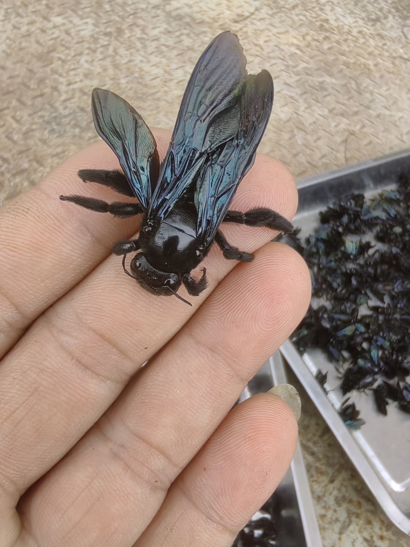 干竹蜂、乌蜂一斤起批