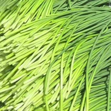 【货源充足】山东济南白帽蒜薹现货现发量大价优欢迎咨询