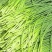 【货源充足】山东济南白帽蒜薹现货现发量大价优欢迎咨询