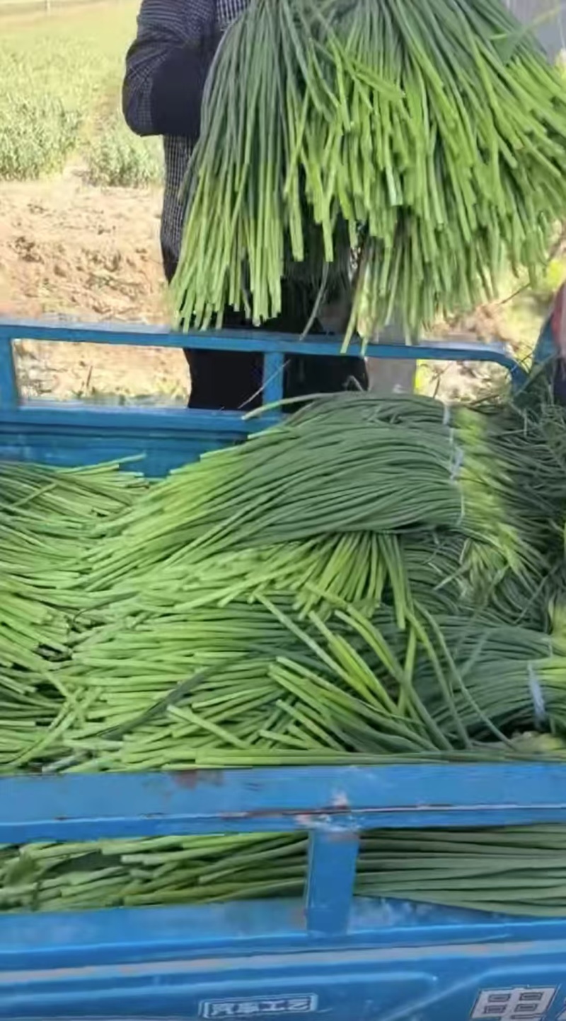 【货源充足】山东济南白帽蒜薹现货现发量大价优欢迎咨询