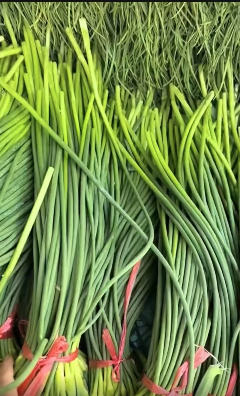 【货源充足】山东济南白帽蒜薹现货现发量大价优欢迎咨询