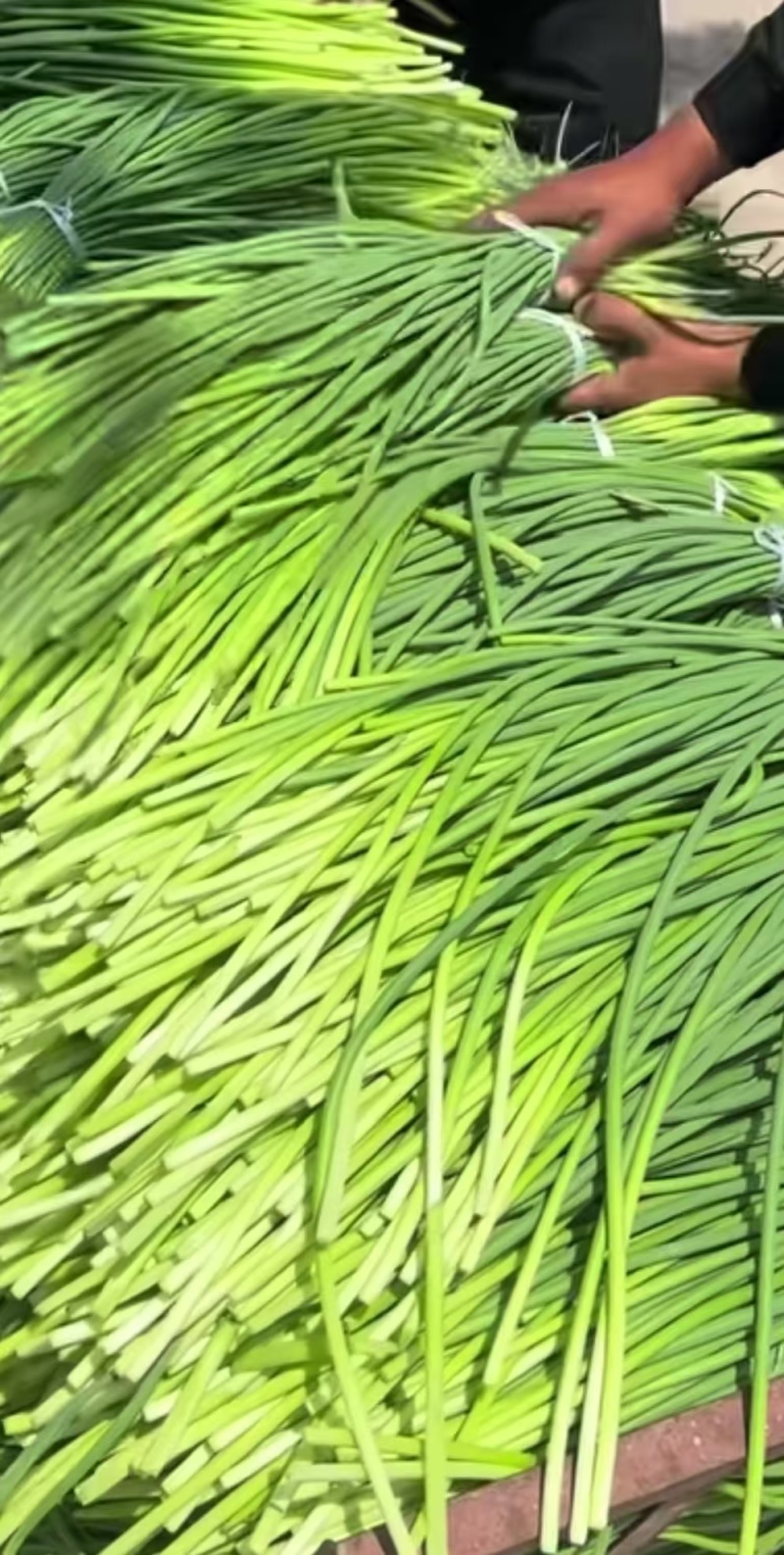 【货源充足】山东济南白帽蒜薹现货现发量大价优欢迎咨询