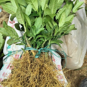 佛手苗，精选优质佛手树苗，快递包邮