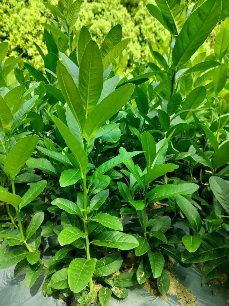 佛手苗，精选优质佛手树苗，快递包邮