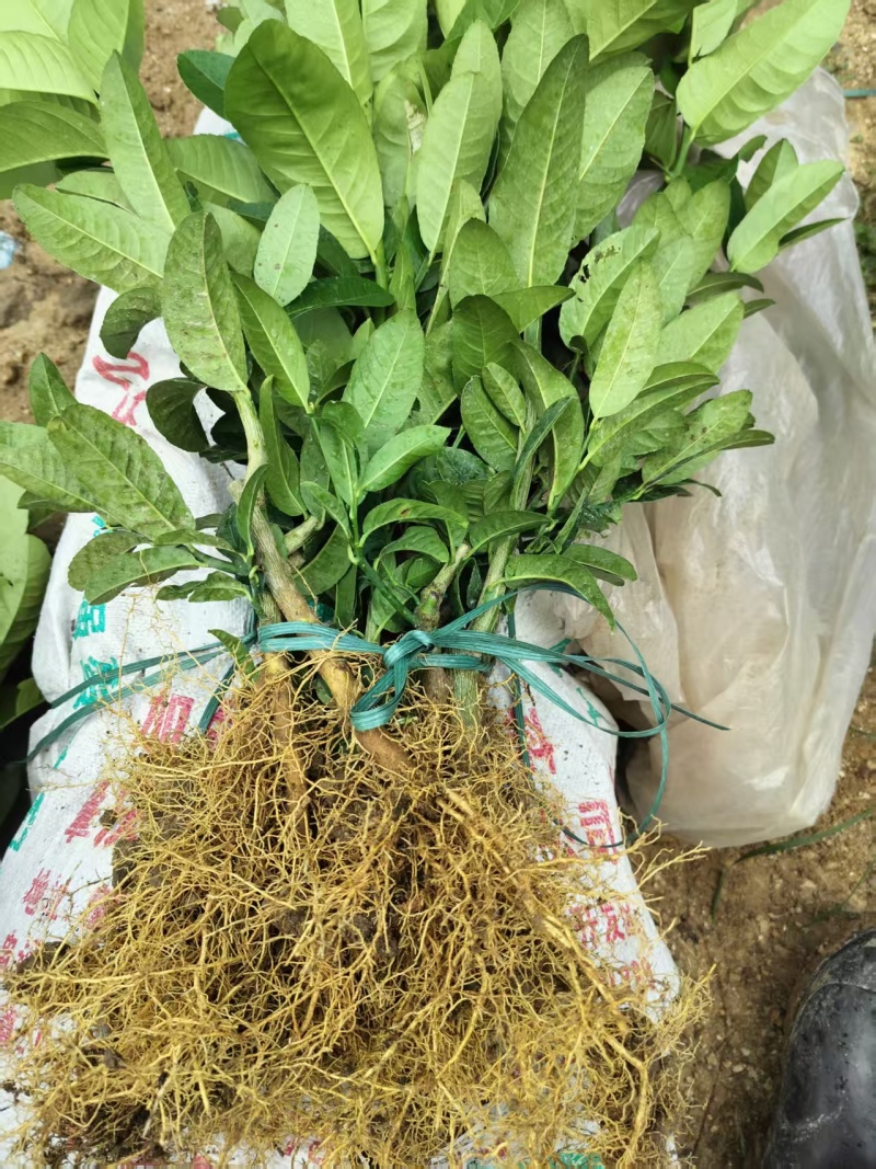 佛手苗，精选优质佛手树苗，快递包邮