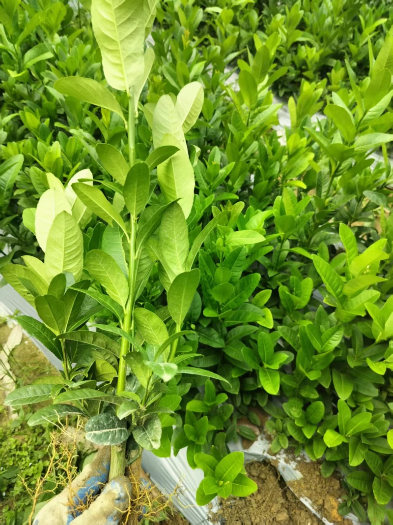 佛手苗，精选优质佛手树苗，快递包邮