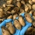 熟金蚝口感：肥美不腻，柔嫩紧致，甘香有弹性‌。