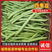 湖北宜昌四季豆现摘现发高山无公害产区直供，量大从优一手货源！