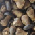 鲜黑牛肝菌