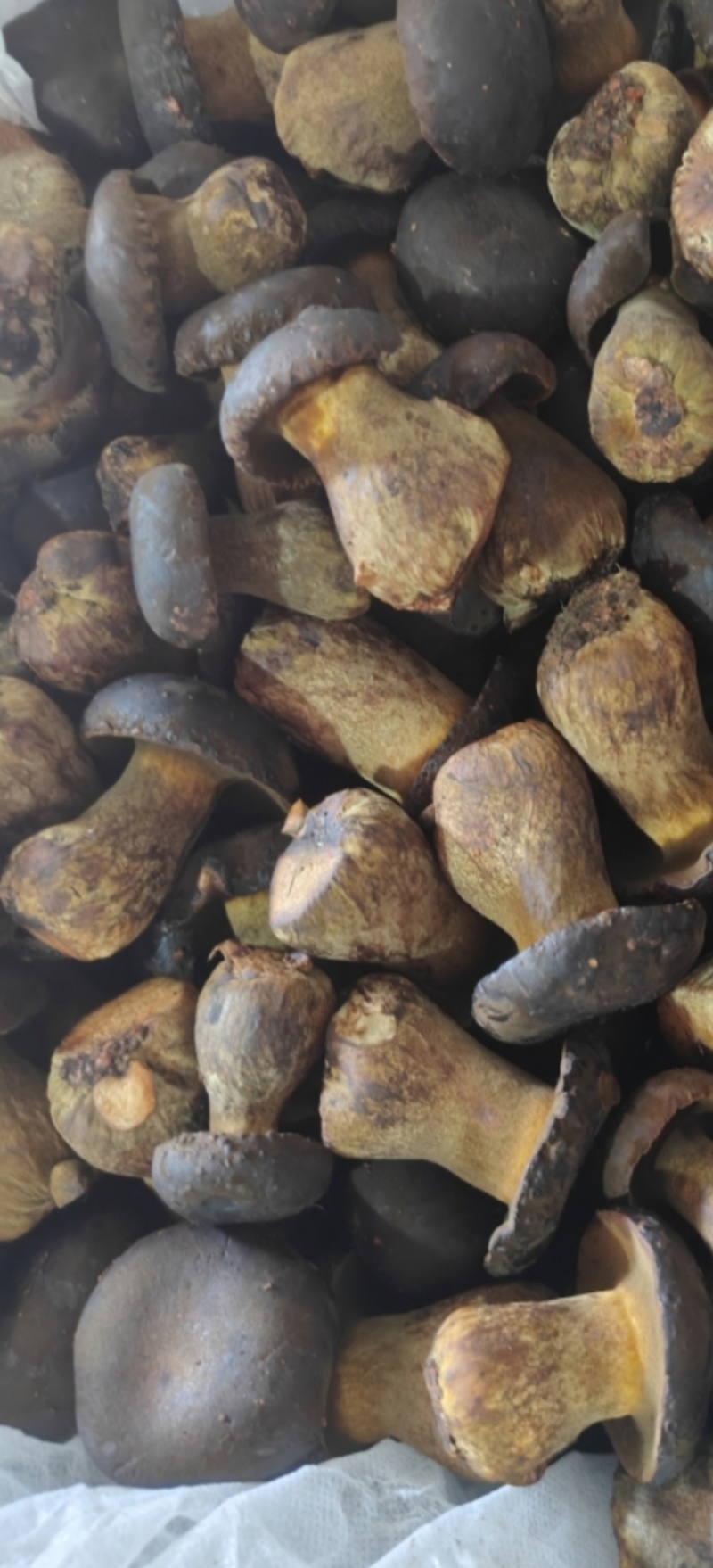 鲜黑牛肝菌