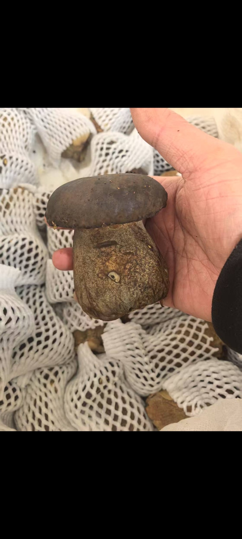 鲜黑牛肝菌
