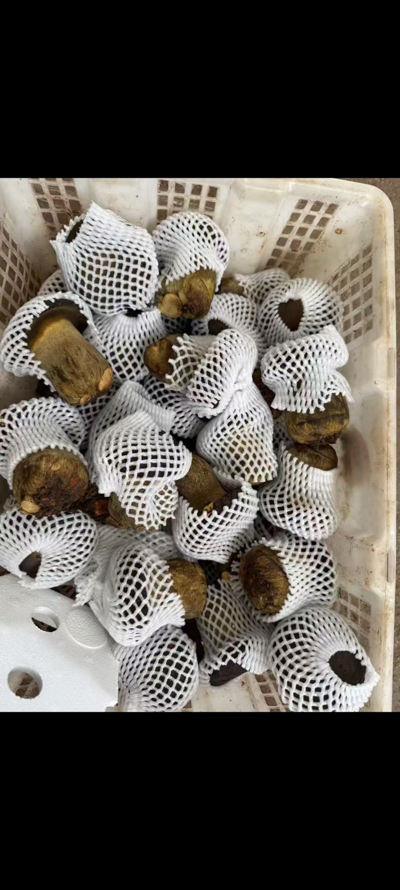 鲜黑牛肝菌