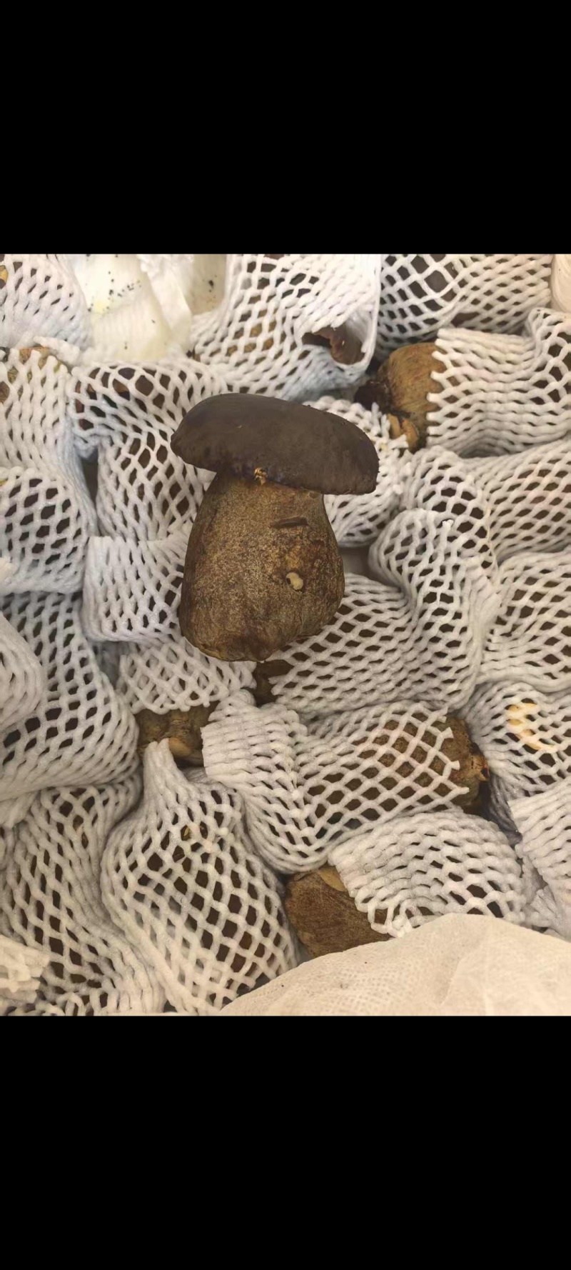 鲜黑牛肝菌