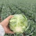 定西高原夏菜精品甘蓝包菜品质好口感好大量现货
