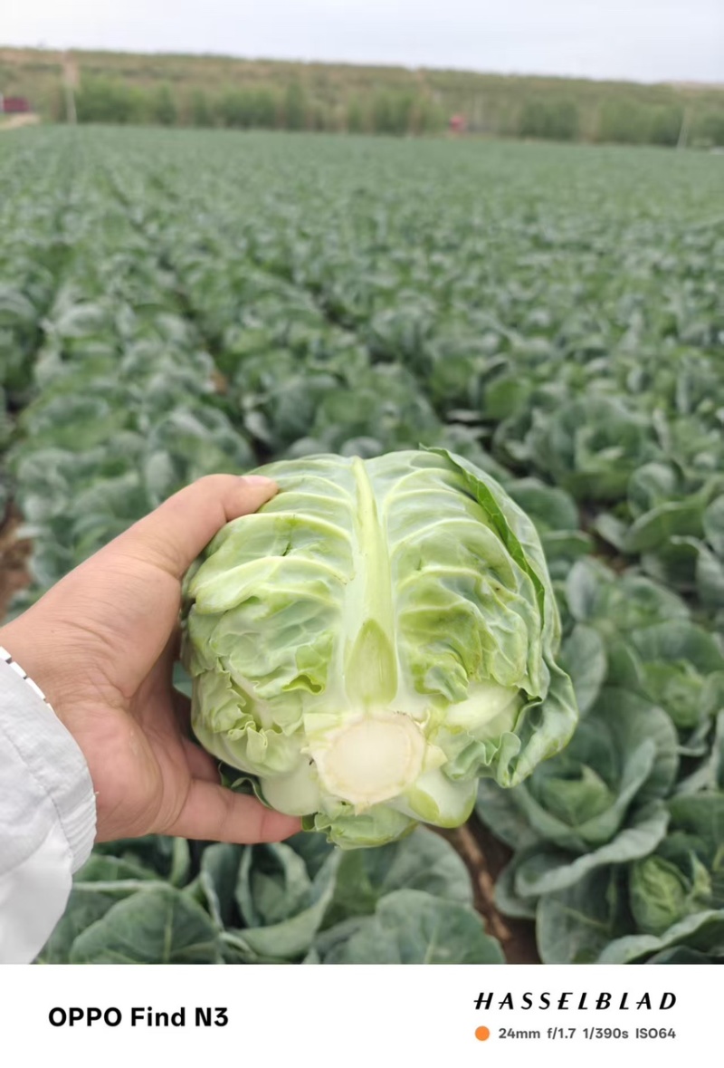 定西高原夏菜精品甘蓝包菜品质好口感好大量现货