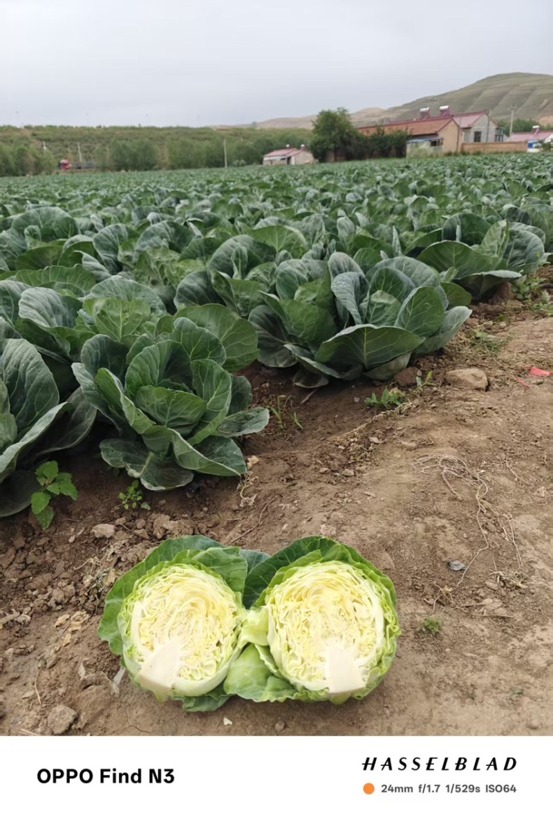 定西高原夏菜精品甘蓝包菜品质好口感好大量现货