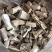 (天然高品质鹿角霜)精选鹿角霜中药材鹿角尖霜可代磨鹿角霜