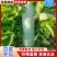 【优质推荐】白皮冬瓜大量有货保质保量量大从优欢迎咨询