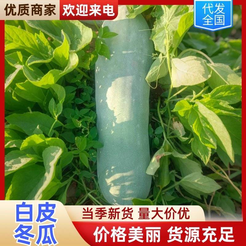 【优质推荐】白皮冬瓜大量有货保质保量量大从优欢迎咨询