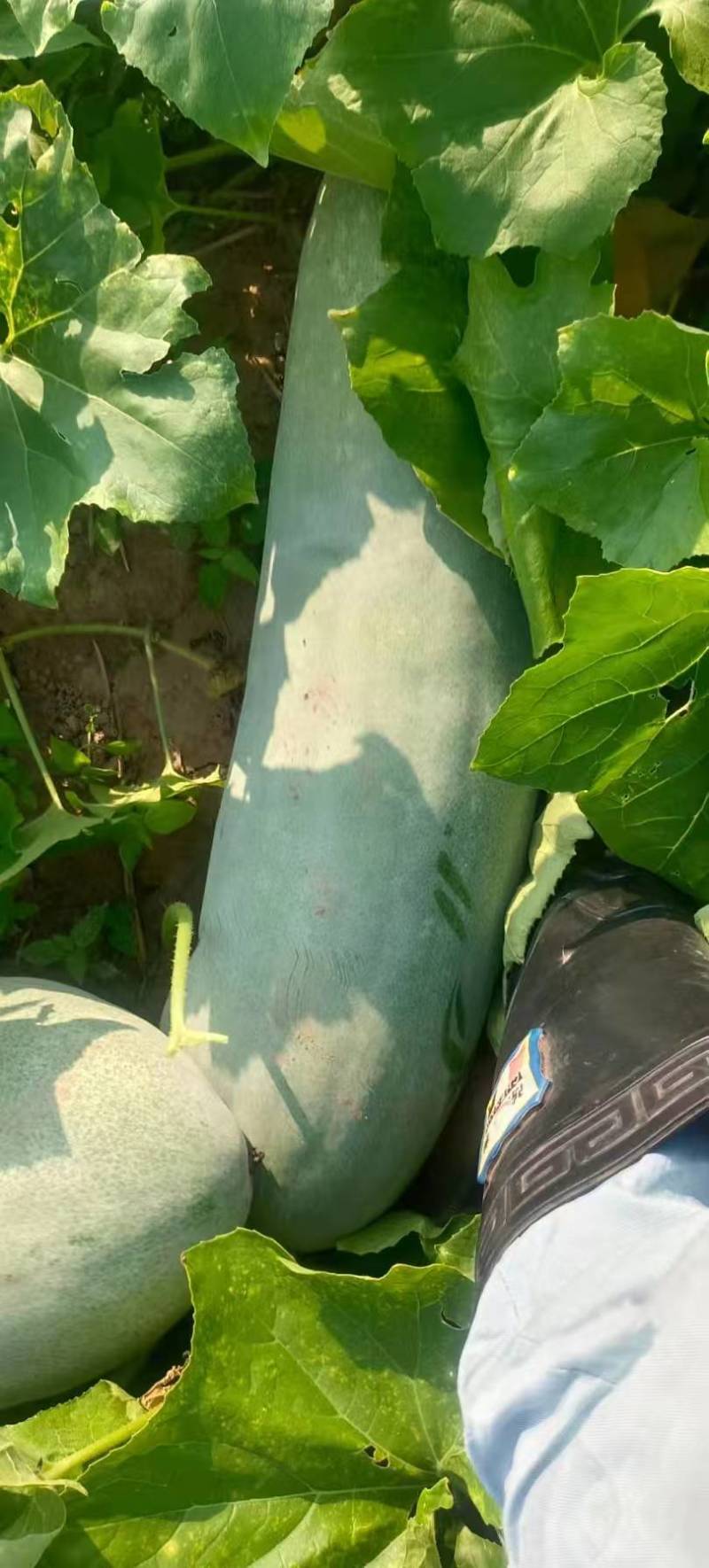 【优质推荐】白皮冬瓜大量有货保质保量量大从优欢迎咨询