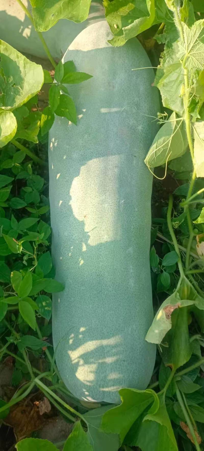 【优质推荐】白皮冬瓜大量有货保质保量量大从优欢迎咨询