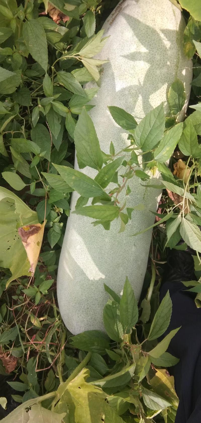 【优质推荐】白皮冬瓜大量有货保质保量量大从优欢迎咨询