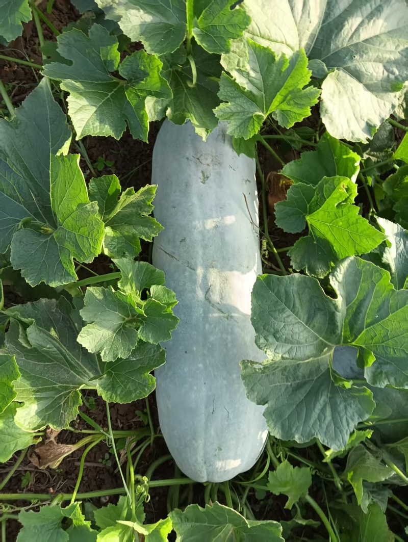 【优质推荐】白皮冬瓜大量有货保质保量量大从优欢迎咨询