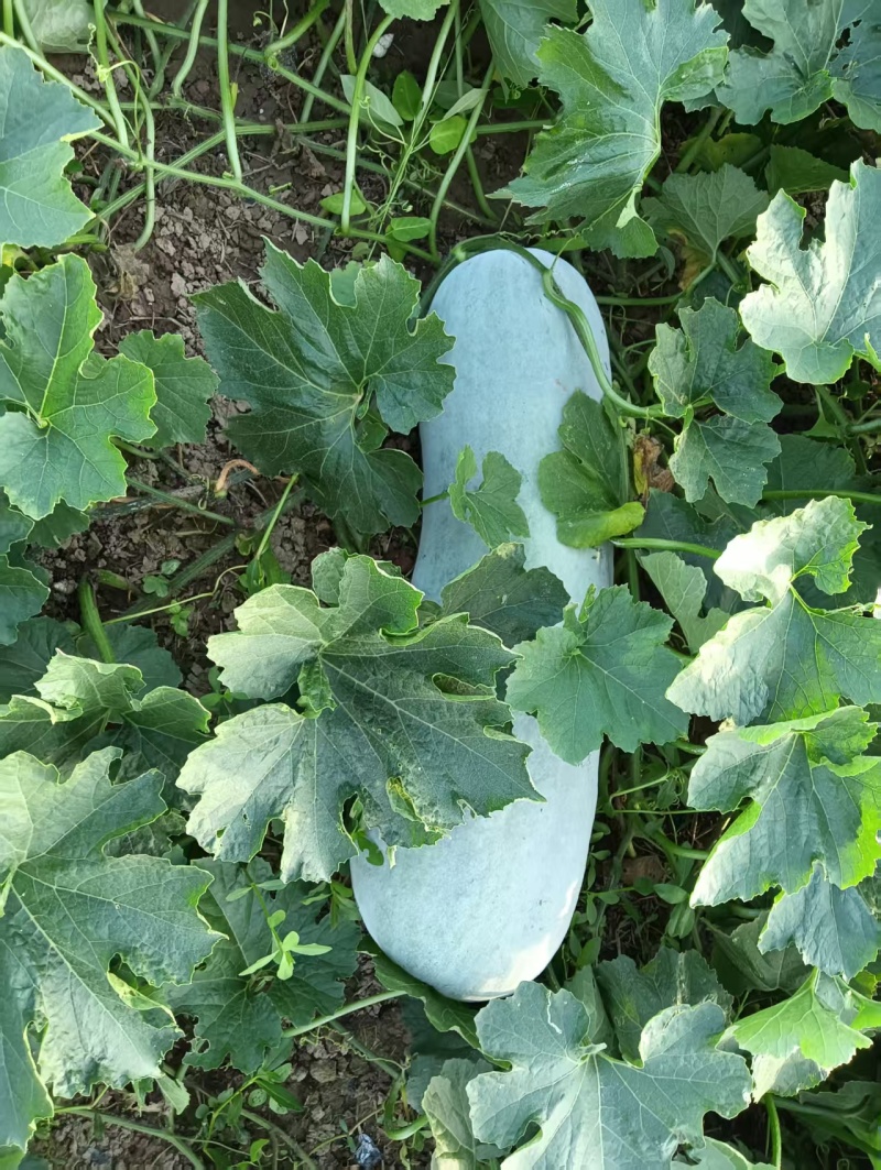 【优质推荐】白皮冬瓜大量有货保质保量量大从优欢迎咨询