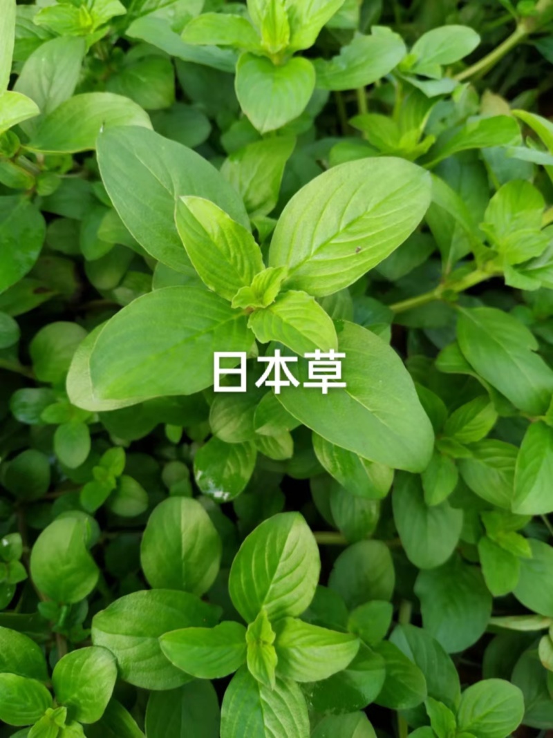 天冬除草天冬苗