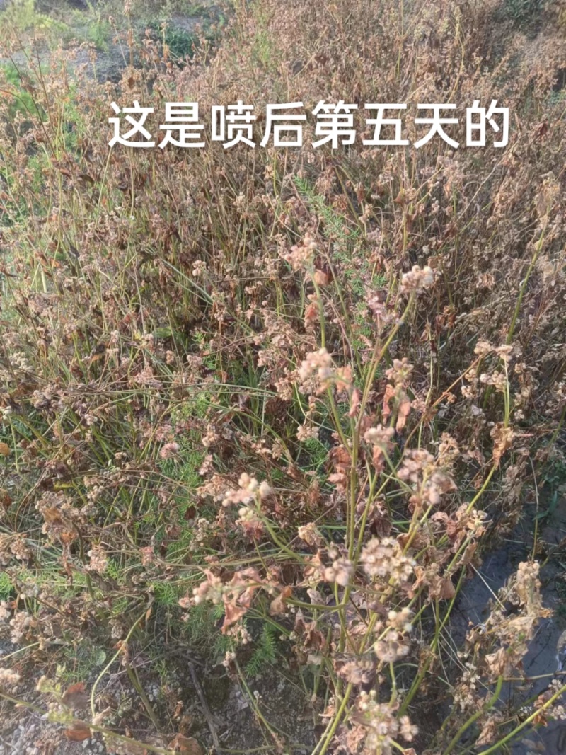 天冬除草天冬苗